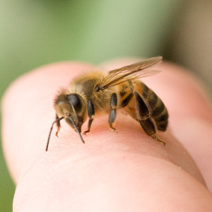 Как лечить укусы пчел