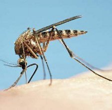 Лечение комариных укусов