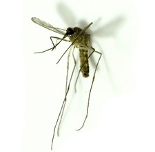 Способы защиты от комаров